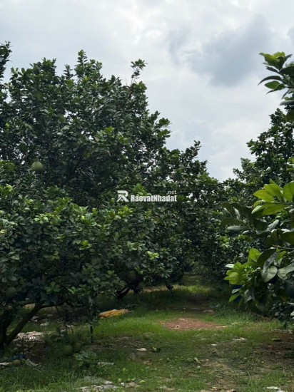  Bán đất vườn bưởi Trừ Văn Thố – Bàu Bàng | 250m² | Giá 965 triệu